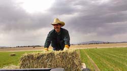 Larry getting hay